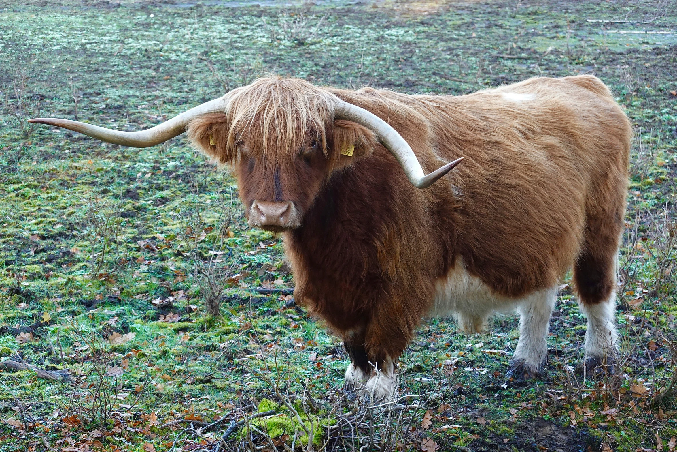 a horned animal with long horns walking through a field