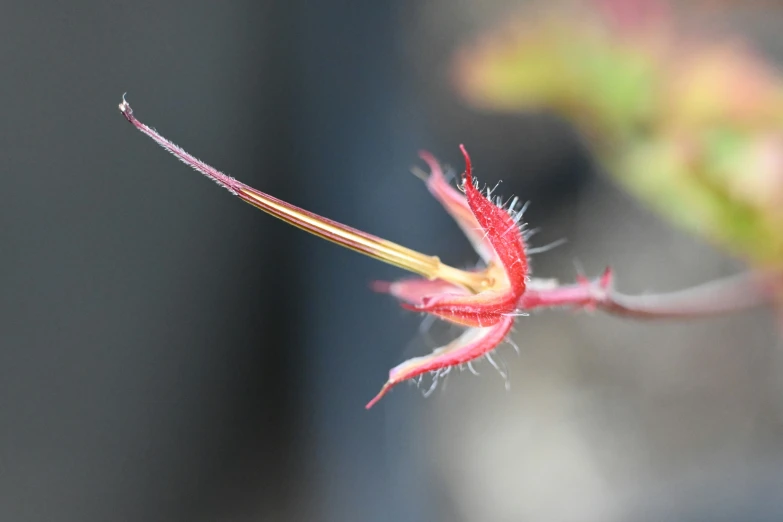 a red flower with thin stem sprouts sitting beside it