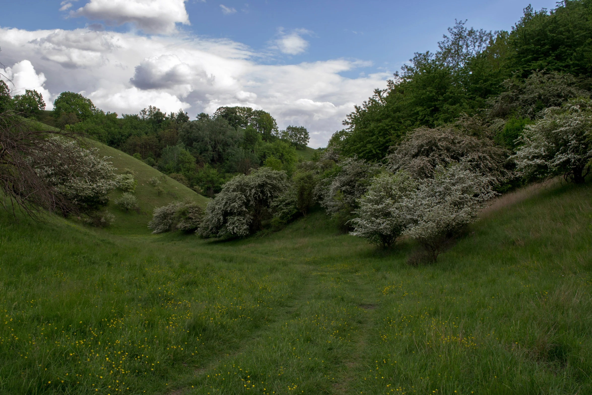 trees are blooming in an area full of green grass