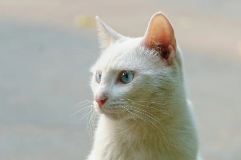 the white cat has bright blue eyes