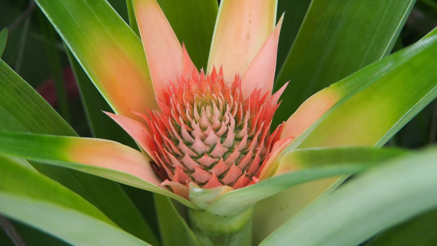 close up s of a colorful plant in full bloom