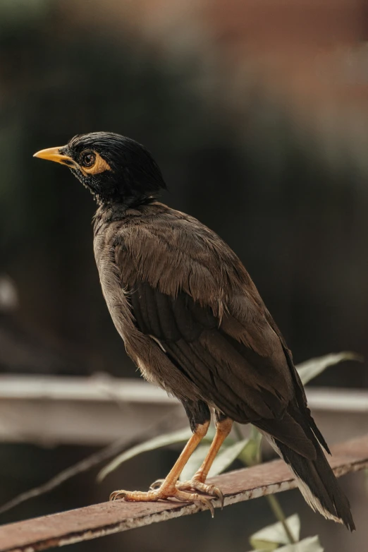 a small black bird perched on a nch