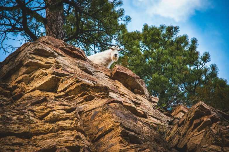 a white animal standing on top of a large rock