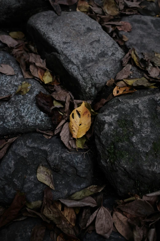 a dead leaf rests on top of rocks in the leaves
