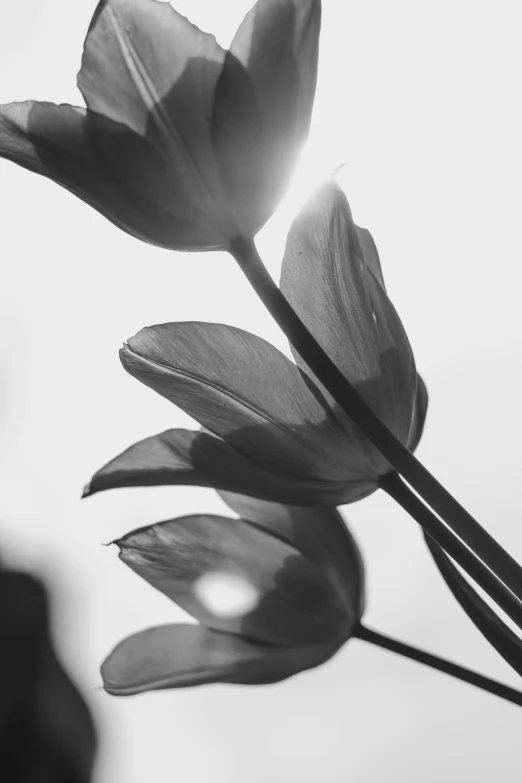 the shadow of some flowers in front of a sky