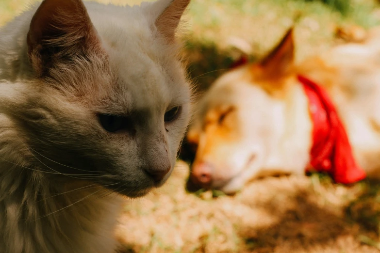 the two cats are standing next to each other outside