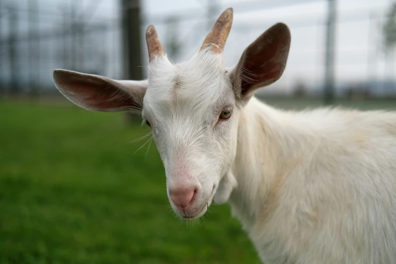 a goat with brown eyes looking into the camera