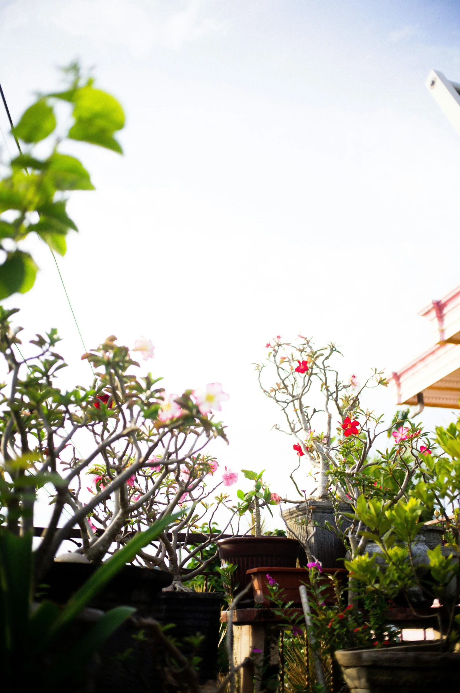 lots of flowers are in pots beside the house