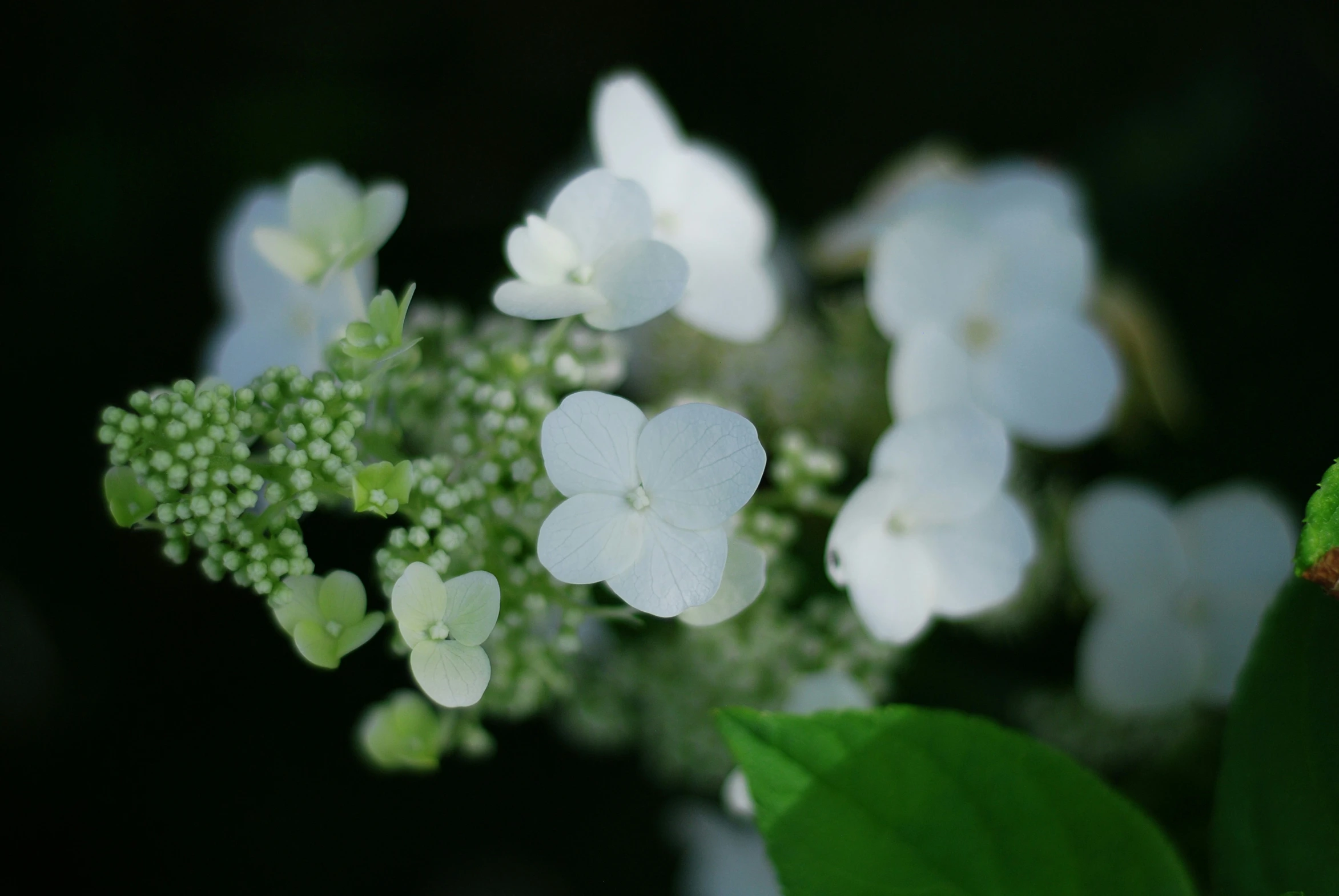 flowers that are on a tree nch