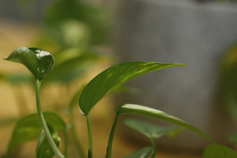 closeup view of a green plant with some light coming through the top