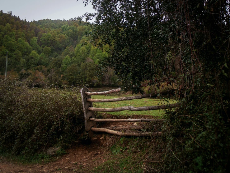 a split log fence made of wood surrounded by trees