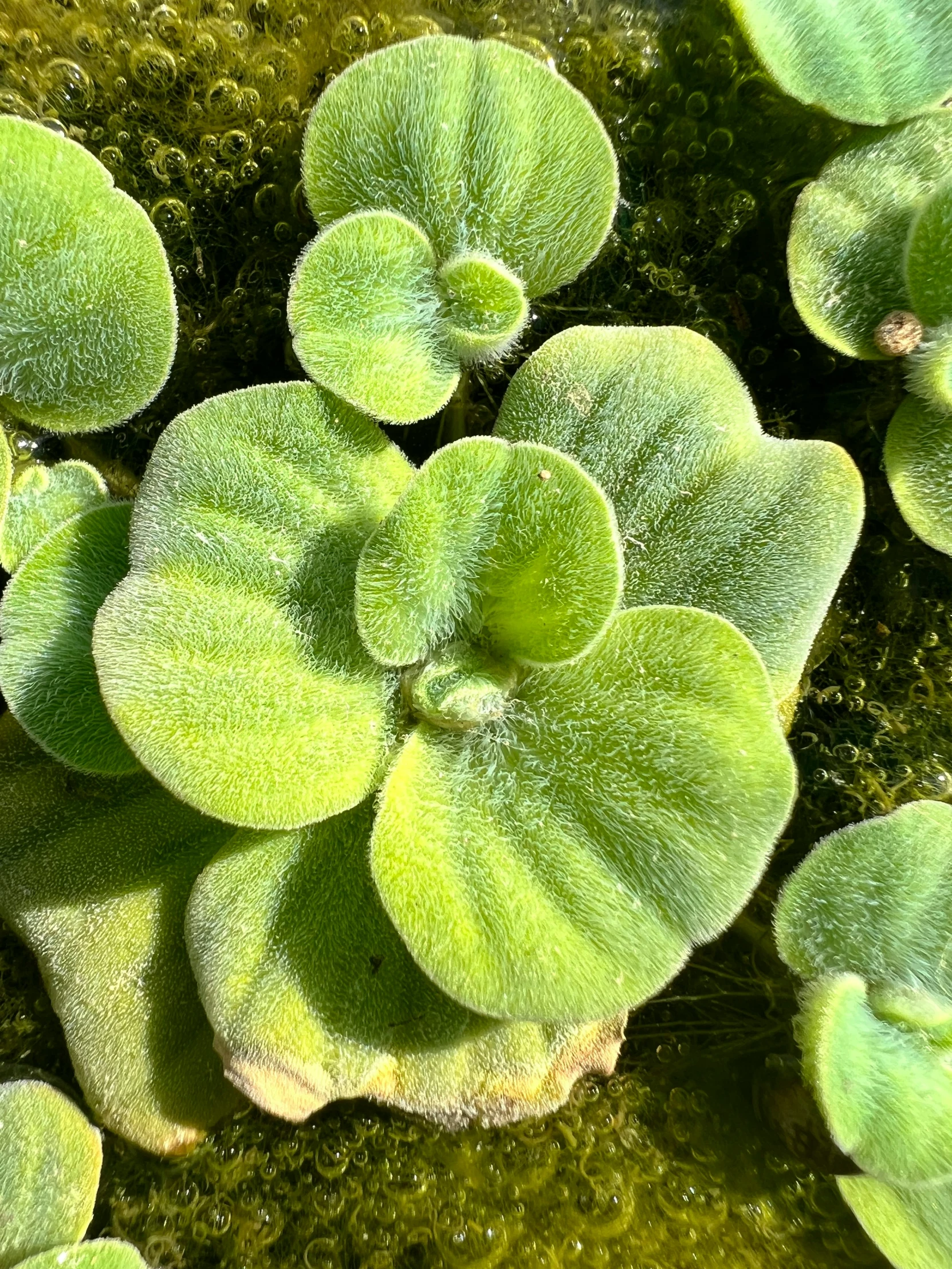 close up of a plant on the ground
