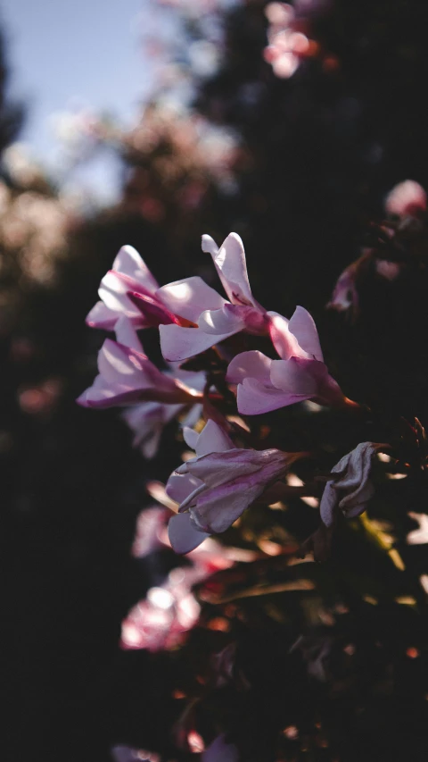 small, thin pink flowers on the stem of a plant