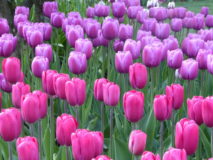 many pink flowers growing next to each other