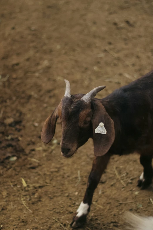 a goat with white horns stands in a dirt area