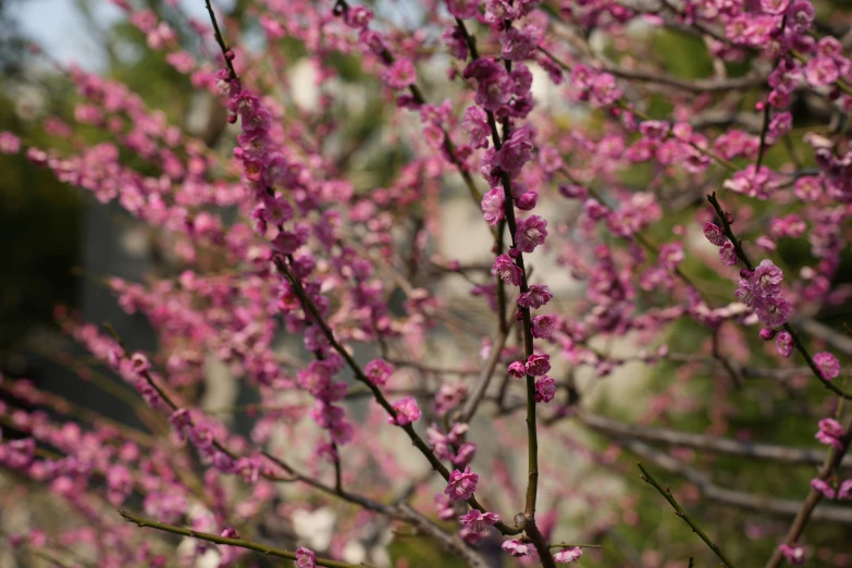 a tree with lots of purple flowers in the wind