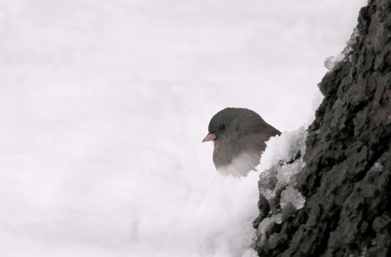 a black bird with red beak sitting on a snow covered cliff