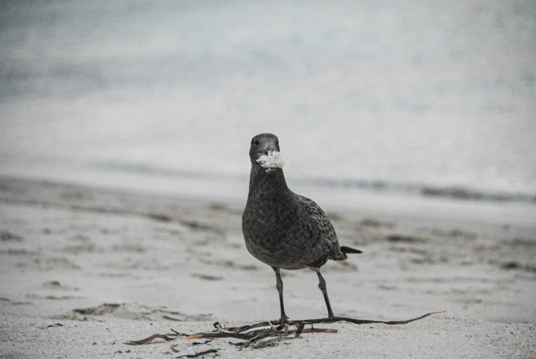 bird standing on sand near ocean during daytime