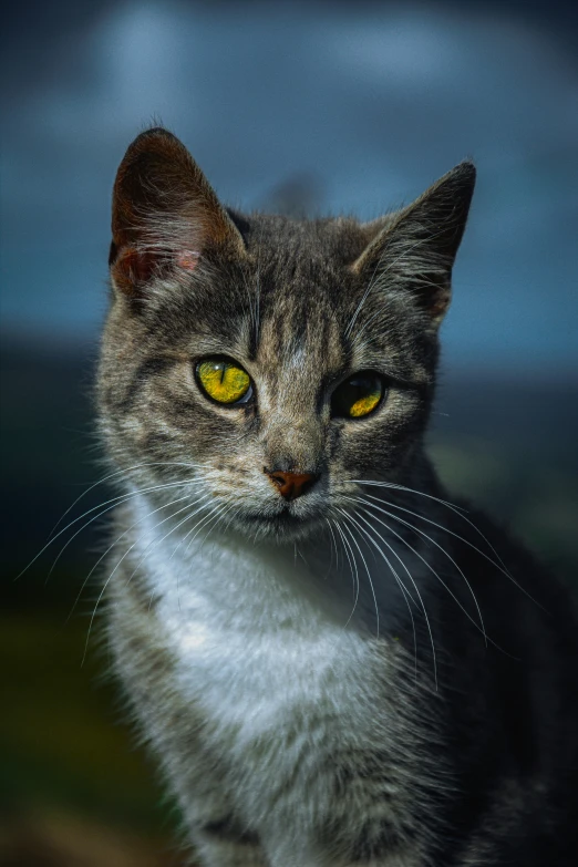 a close up po of a cat with yellow eyes