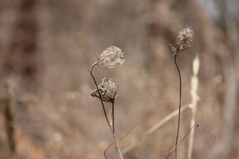 this is a group of three wildflowers in the woods