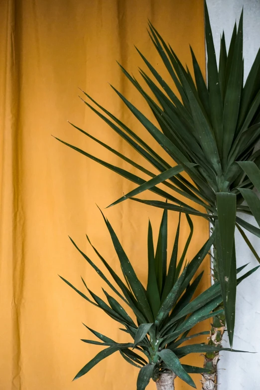 two palm trees in pots on top of a counter