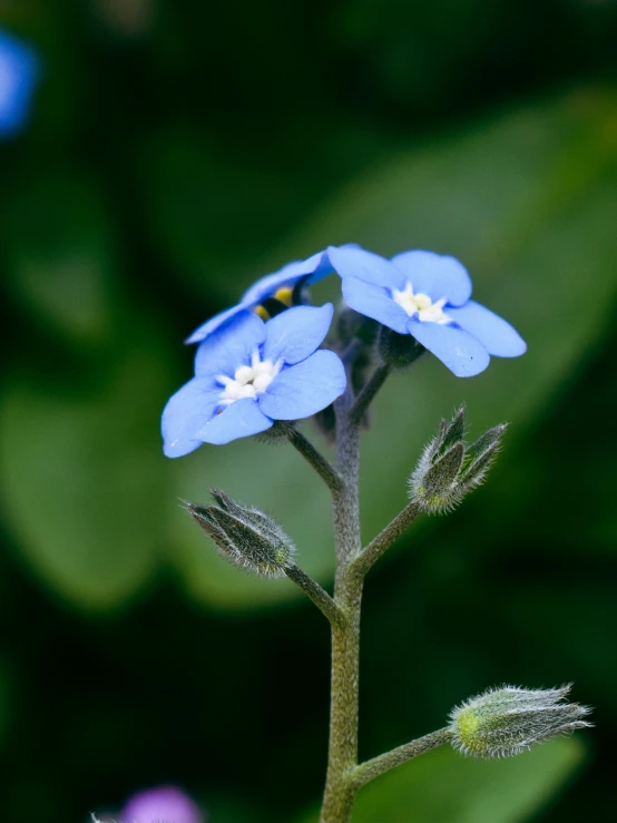 a flower with one petale of it near by