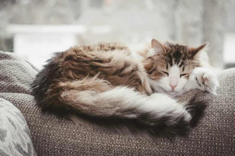 a fluffy cat is laying on top of a couch