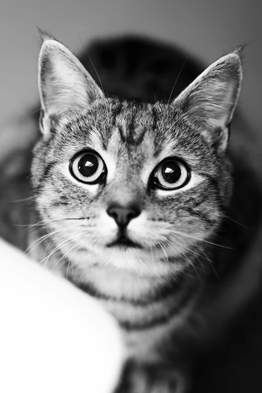 a cat looking intently into the camera with a smile