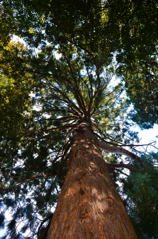 a very tall, wide tree surrounded by lots of trees