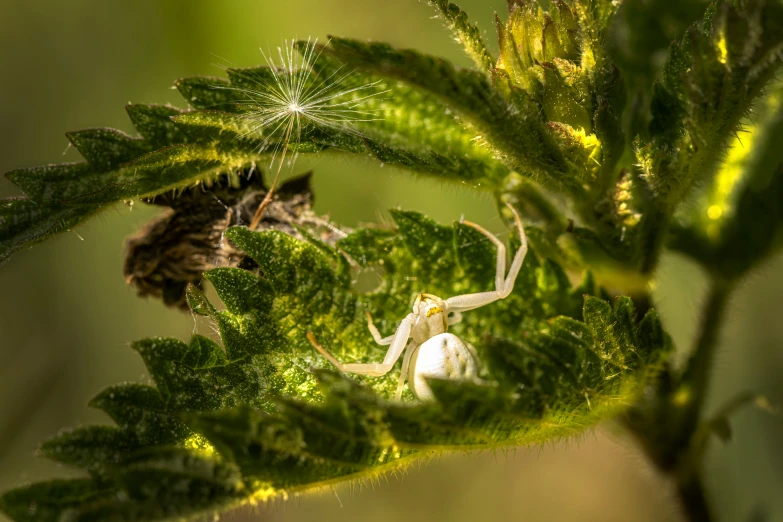 two insects are in the middle of a green plant