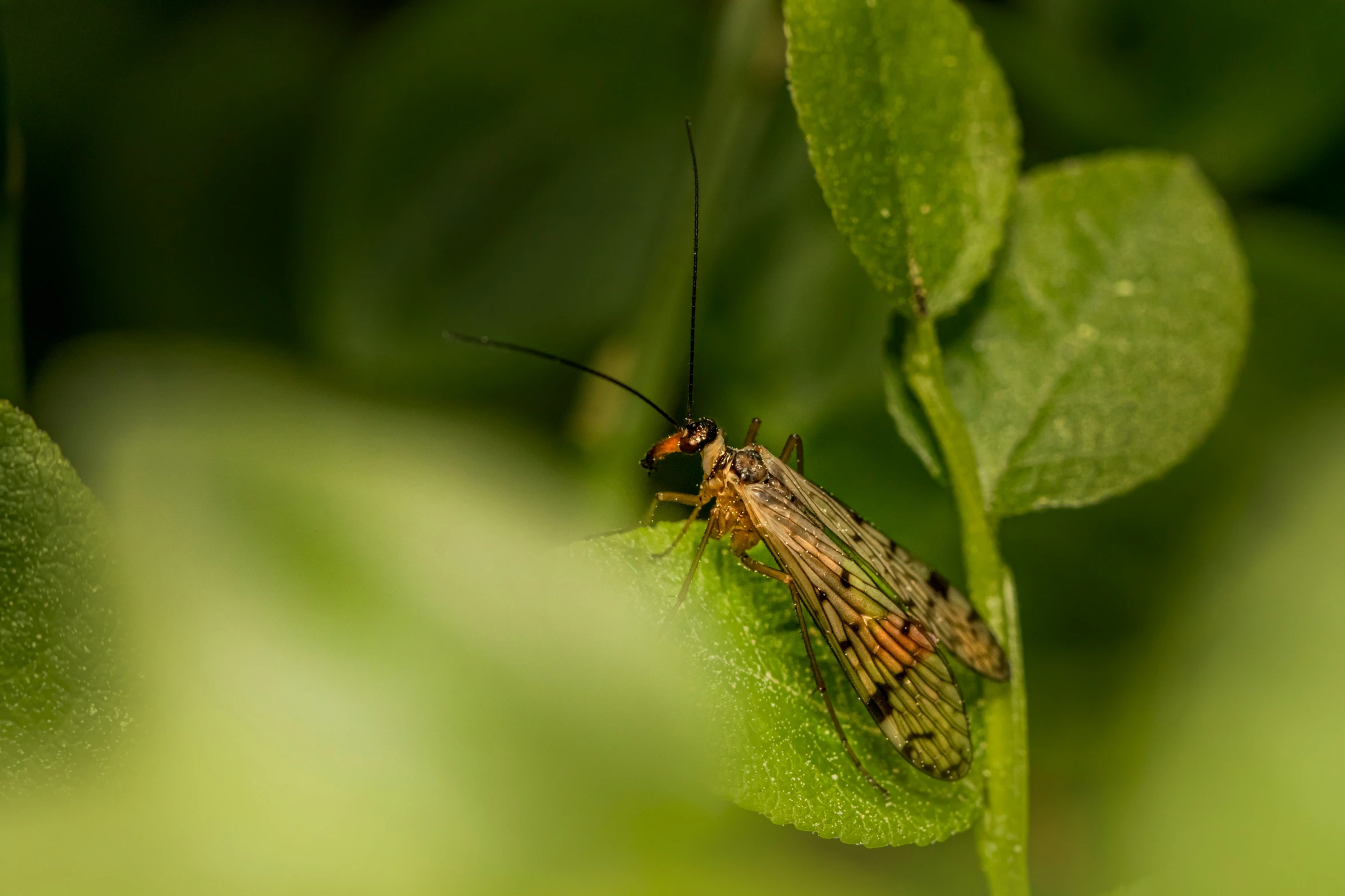 a green and brown insect sitting on top of a leaf