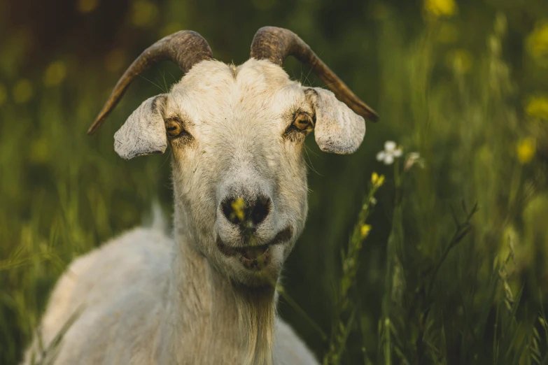 an animal with horns on its head and ear near some flowers