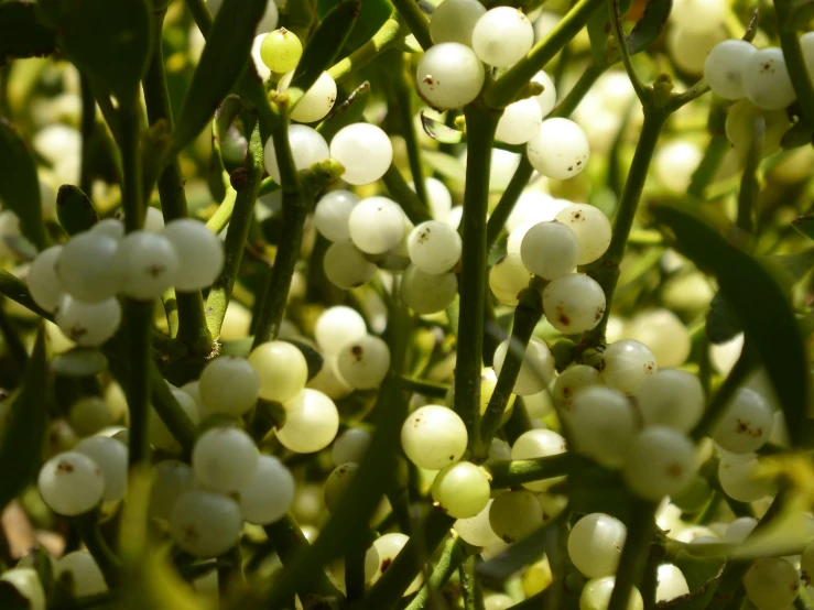 closeup of small white berries growing on a tree