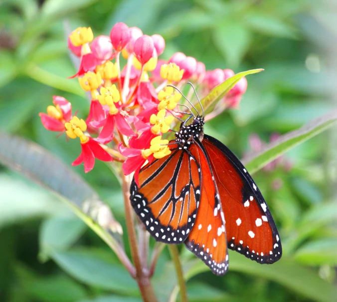 a monarch erfly on some flowers in the sunlight