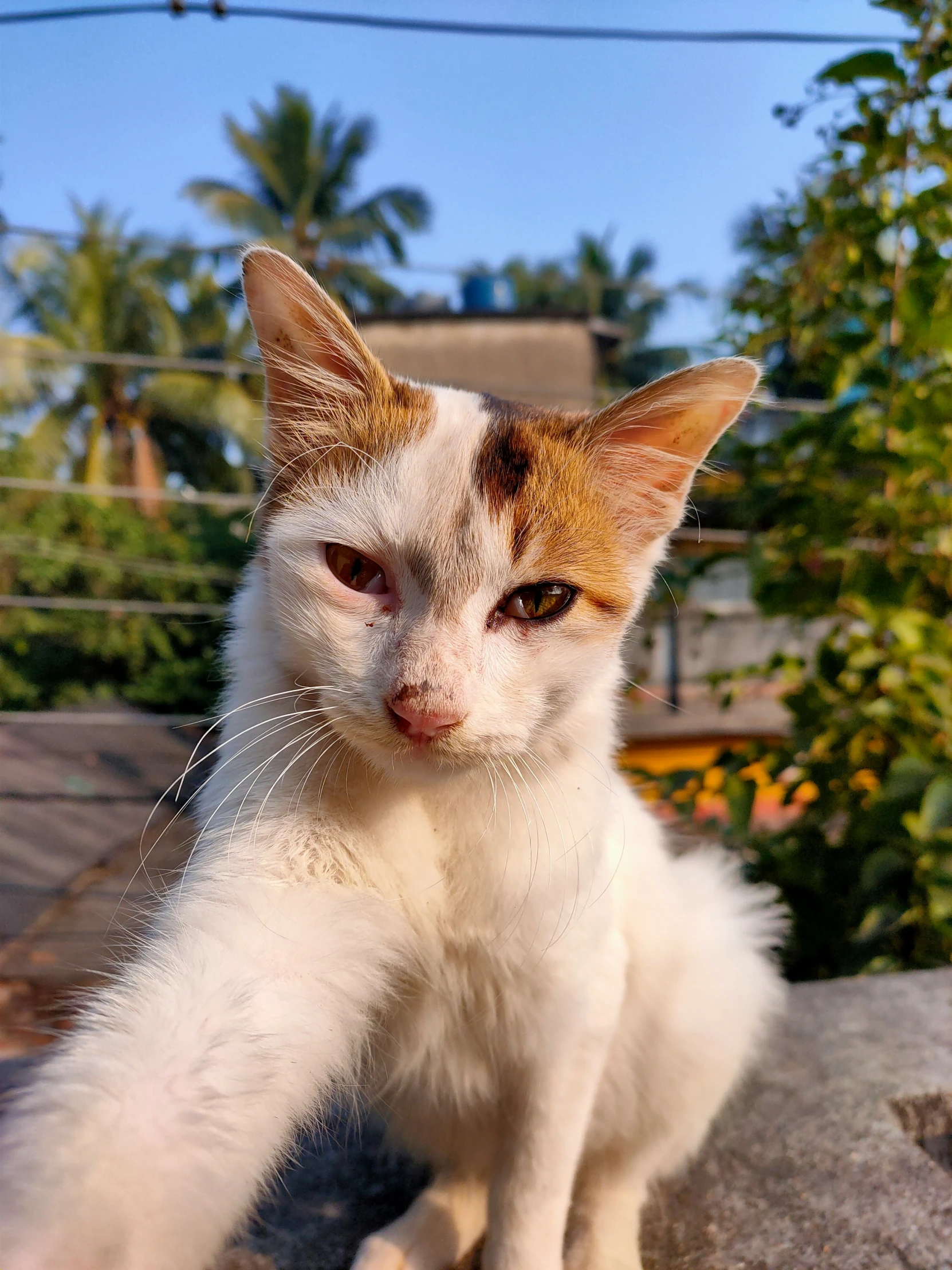 a small white cat looking directly into the camera