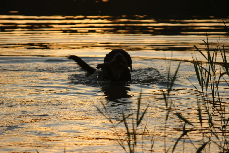 a dog is swimming in some deep water at sunset