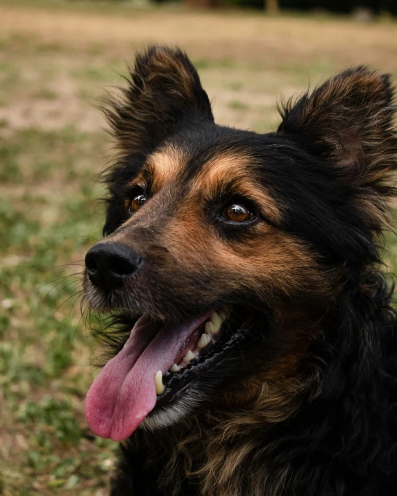 a brown dog with a long tongue sitting in a field