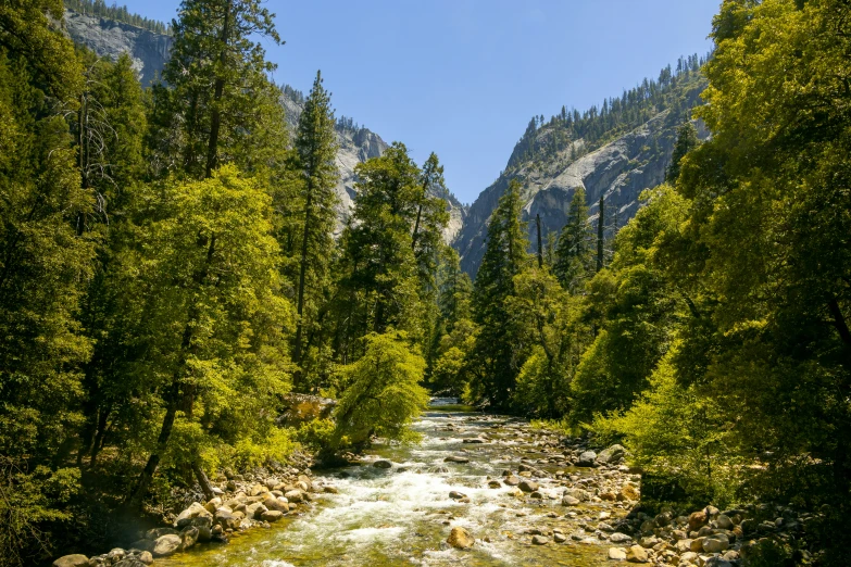 the water is still very clear in the forest