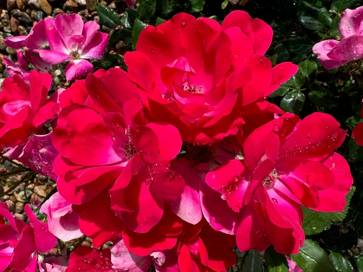 pink flowers bloom in the sun with droplets on them