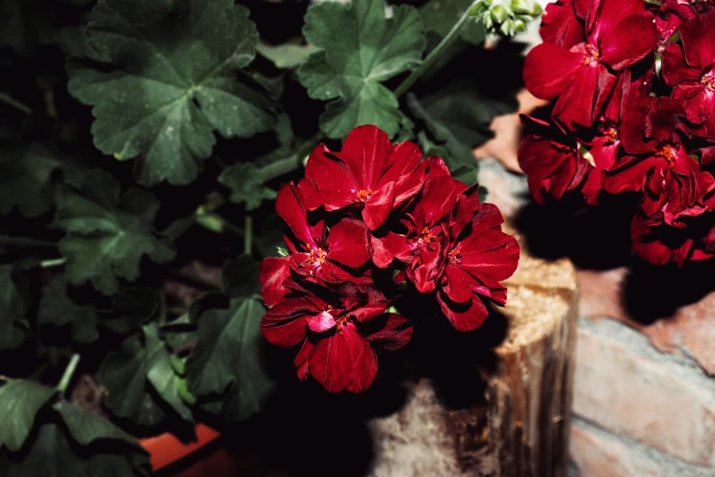 some very pretty red flowers by a brick wall