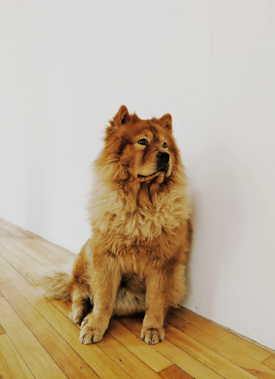 there is a fluffy brown dog standing by the wall