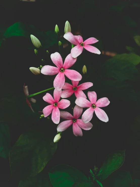 pink flowers with green leaves on the dark background