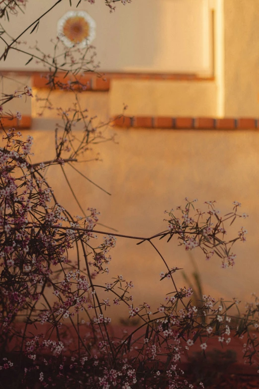 purple flowers on the tree outside a house