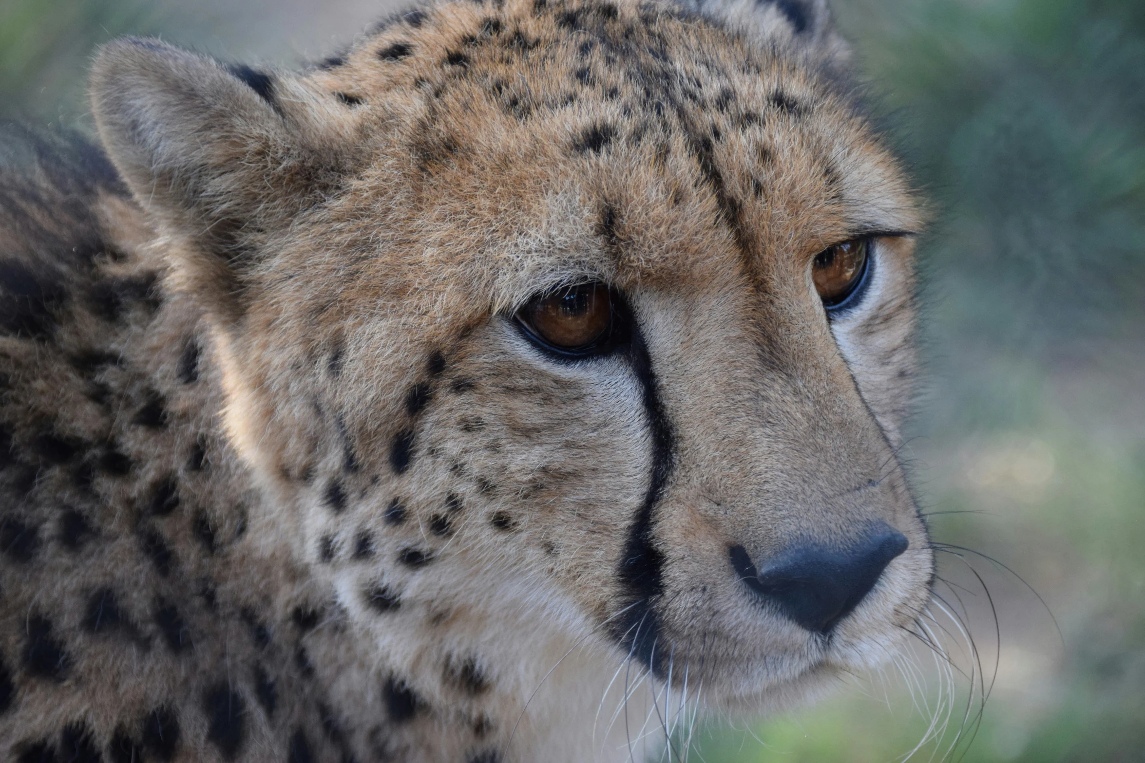 the face of a cheetah looking straight ahead