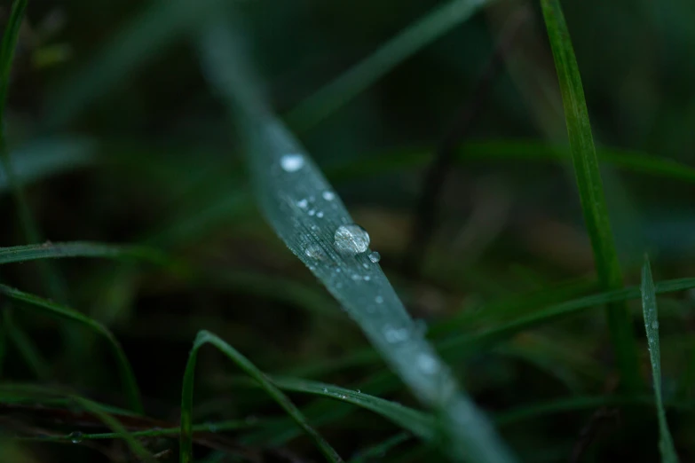a dew covered single - droplet on a leaf of grass
