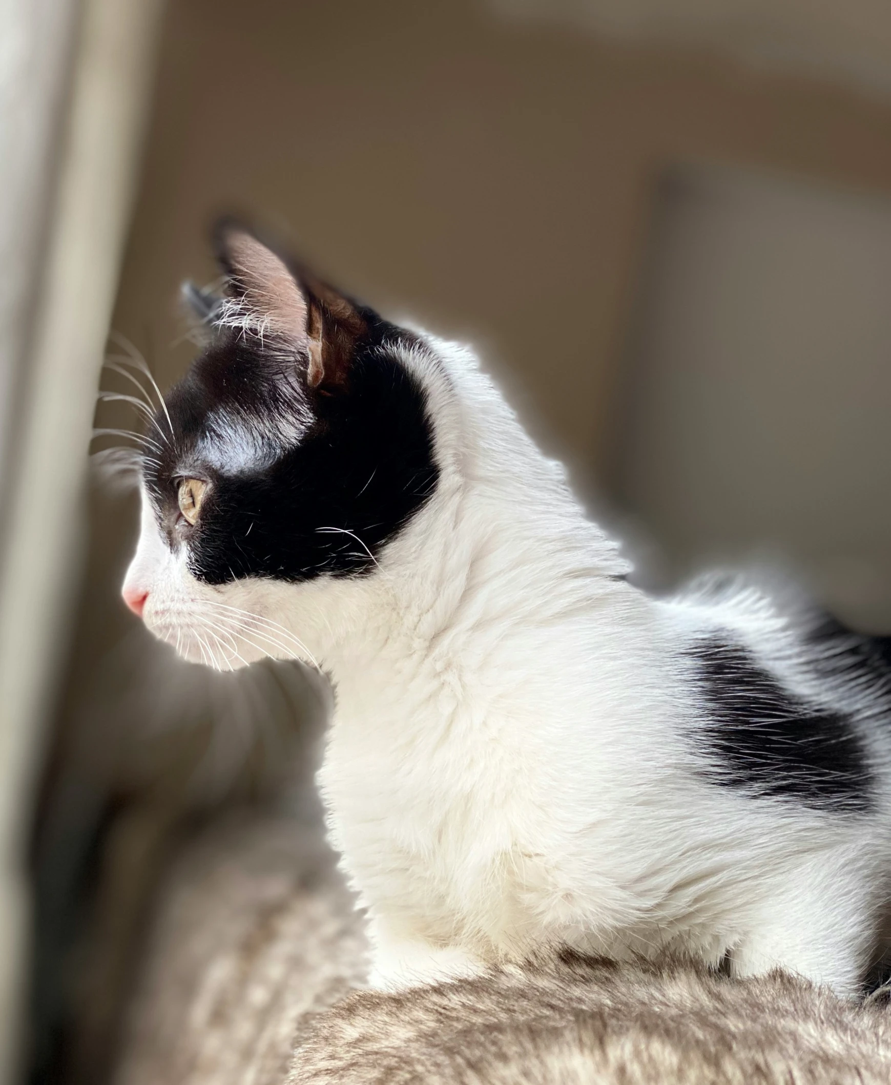 black and white cat sitting on a couch watching soing