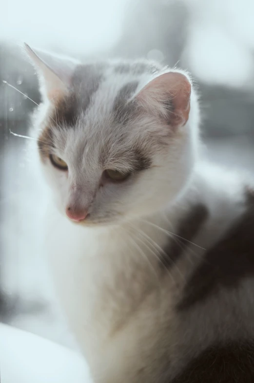 a gray and white cat looking out the window