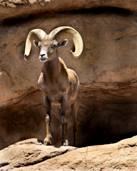 a big horn ram standing on top of a large rock