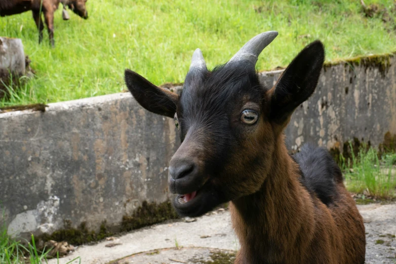 a goat in a pen looking off into the distance