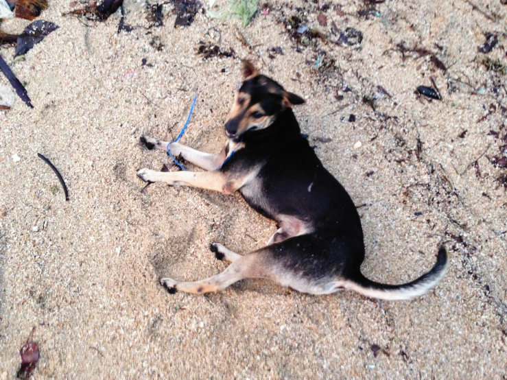 a dog is lying on the sand with it's eyes closed